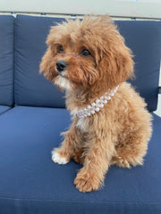 Carrie Pearl Pet Collar