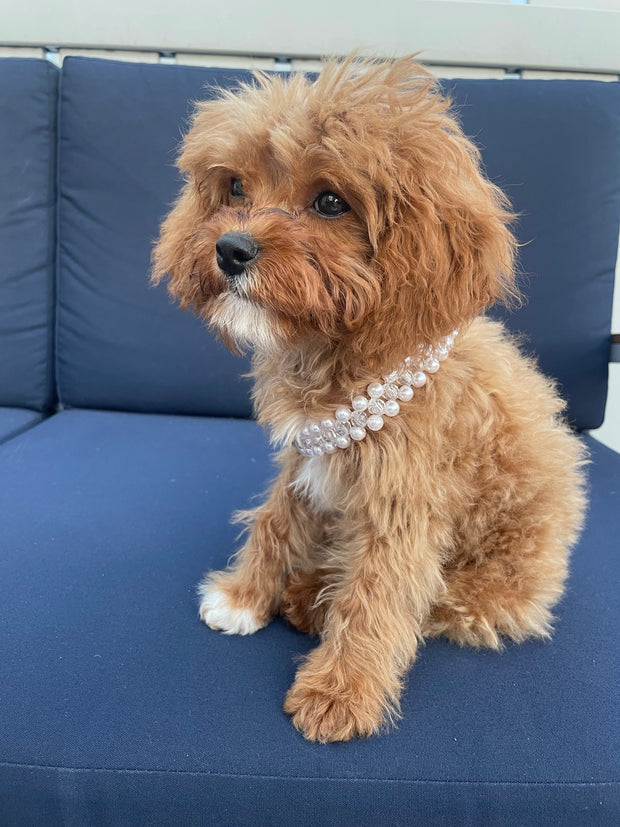 Carrie Pearl Pet Collar