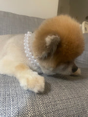 Carrie Pearl Pet Collar