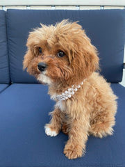 Carrie Pearl Pet Collar